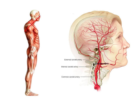 Your Head Position Is Choking Your Brain