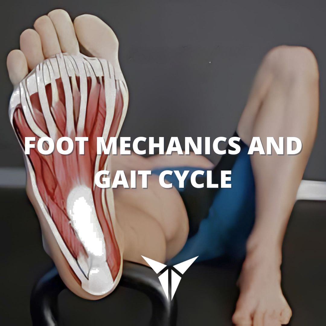 Foot Mechanics and Gait Cycle