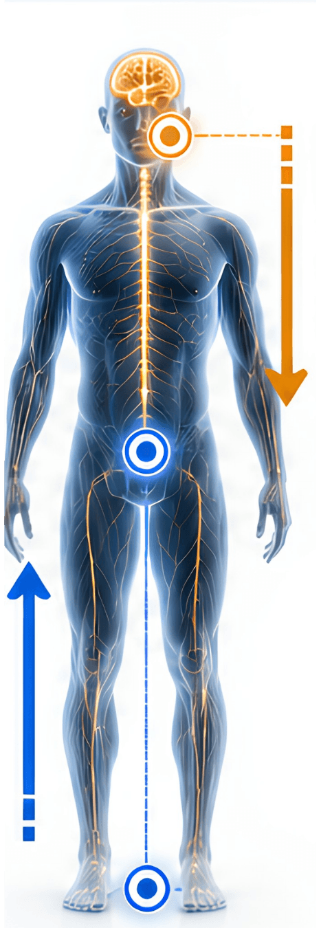 Body showing ground-up and top-down posture pathways
